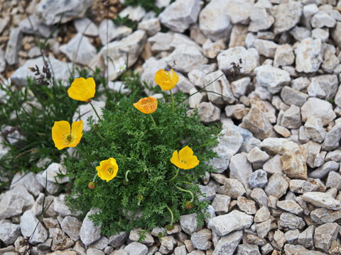 Der Alpen-Mohn kommt in offenen Steinschuttfluren der alpinen H&ouml;henstufe vor. 
