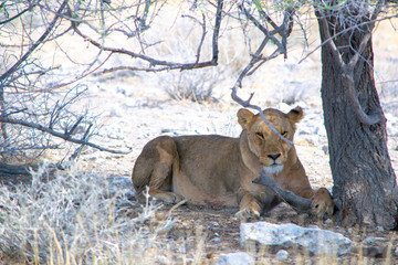 Obraz premium 2018-10 Namibia