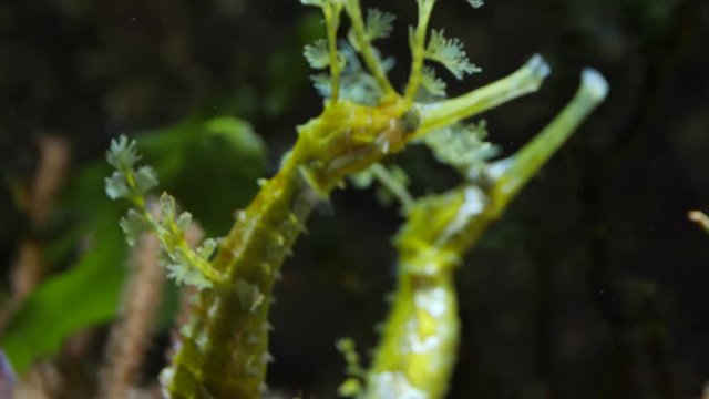 Yellow leafy sea dragons, seahorses