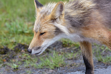 Red Fox