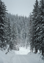 The magical snowy pine forest in the mountains near Lake Amut of the Khabarovsk Territory. Russia. Beautiful winter background