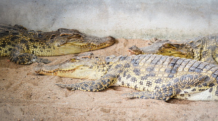 Crocodile lying on Sand / Large freshwater crocodile in farm