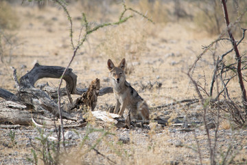 2018-10 Namibia