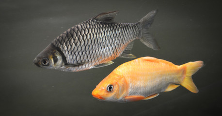 Fototapeta premium Golden fish / Java barb and Golden Yellow fish common carp swimming in a pond - Silver Barb