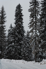 The magical snowy pine forest in the mountains near Lake Amut of the Khabarovsk Territory. Russia. Beautiful winter background