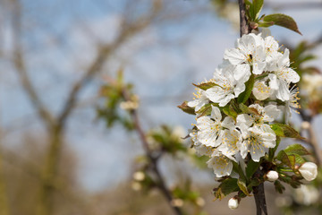 Sweet Cherry tree in blossom. Background with copy space