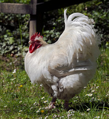 White rooster