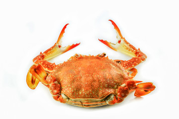 steam crab isolated on white background / cooked crab steamed seafood