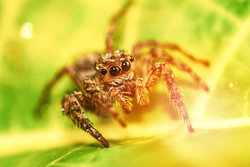 Jumping spider beautiful Little jumping spider on leaf extreme macro - Macro insect brown black spider