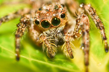 Jumping spider beautiful Little jumping spider on leaf extreme macro - Macro insect brown black spider