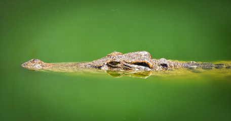 Crocodile floating in water river and waiting for the prey / Large freshwater crocodile in farm