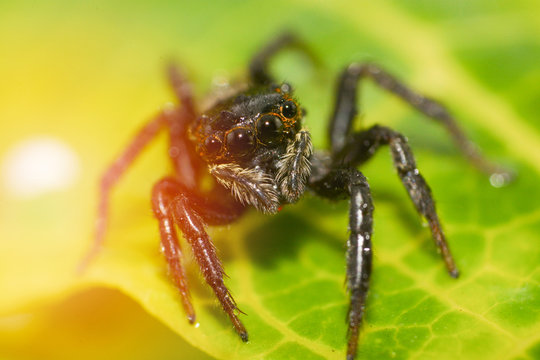Jumping spider beautiful  Little jumping spider on leaf extreme macro - Macro insect brown black spider