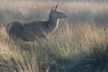 Cervo femmina in radura (Cervus elaphus)