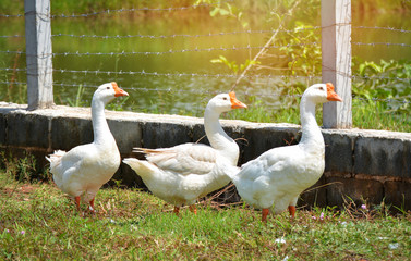 Geese White / Duck or geese three Walking on green grass in farm selective focus