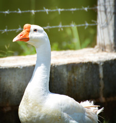 Obraz premium Geese White / Duck or geese three Walking on green grass in farm selective focus