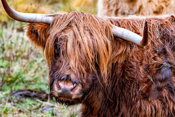 Highland cattle - Bo Ghaidhealach -Heilan coo - a Scottish cattle breed with characteristic long...