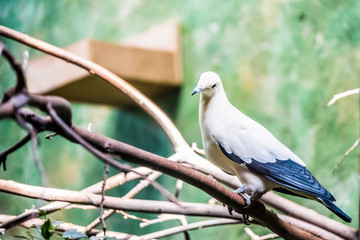 Pigeon carcophage blanc