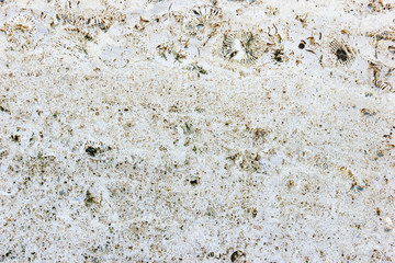 Texture coquina stone, close-up