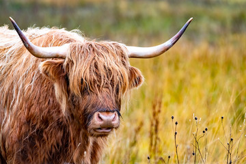 Bovins Highland - Bo Ghaidhealach -Heilan coo - une race bovine écossaise avec de longues cornes caractéristiques et de longs manteaux ondulés sur l& 39 île de Skye sous la pluie , Highlands d& 39 Écosse