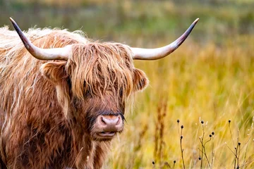 Photo sur Plexiglas Highlander écossais Bovins Highland - Bo Ghaidhealach -Heilan coo - une race bovine écossaise avec de longues cornes caractéristiques et de longs manteaux ondulés sur l& 39 île de Skye sous la pluie , Highlands d& 39 Écosse