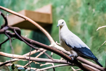 Pigeon carcophage blanc