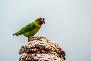 Perroquet inséparable à joues noires
