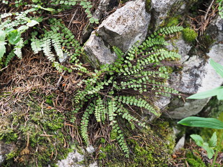 Braunstieliger Streifenfarn in Alpenschlucht