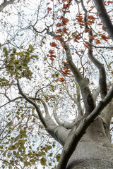 Leaves are moving on a tree in autumn