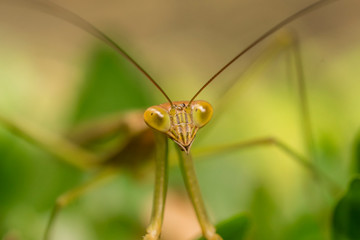 Macro Close Up Shot of Praying Mantis or Mantis Religiosa. Bali, Indonesia.