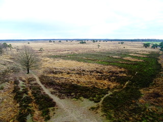 Fototapeta na wymiar Watchtower view of wet heather (Doldersumse veld)