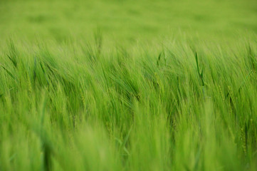 beautiful wheat field in wheat field