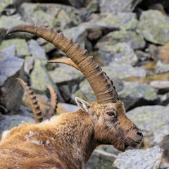 stambecco nel parco nazionale del Gran Paradiso