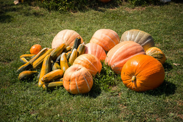 Various organic pumpkins laying on the grass in the garden