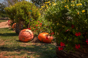 Organic pumpkins laying on the grass in the garden next to the red and yellow flowers bushes