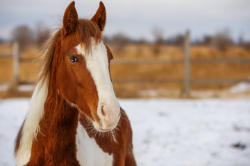 Obraz premium A red horse enjoys snow in winter