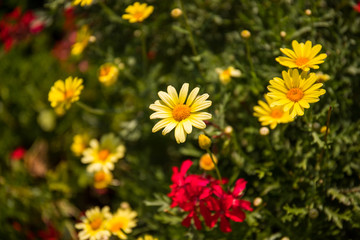 Red and yellow flowers in the garden