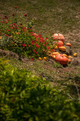 Organic pumpkins laying on the grass in garden next to the red flowers bush