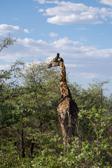 2018-10 Namibia