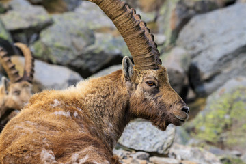 stambecco nel parco nazionale del Gran Paradiso