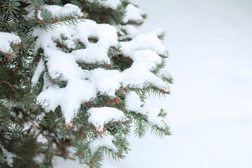 branch of blue spruce under the snow in winter


