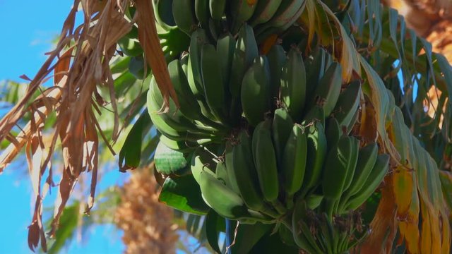 Close-up of banana tree leaf and fruit against the background of a bright blue sky.