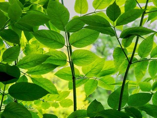 Sapling