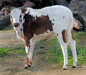 Zebu nano calf
