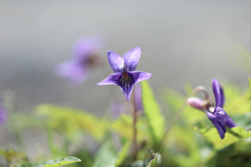 可愛らしい菫の花