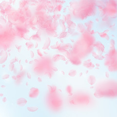 Sakura petals falling down. Romantic pink flowers 