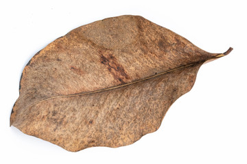 Dry leaf closeup isolated on the white background