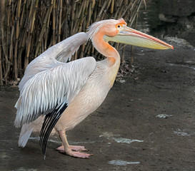 White pelican. Latin name - Pelicanus onocrotalus