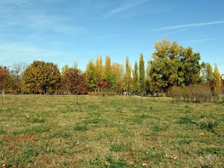 Autumn day in the park. Colorful trees. 