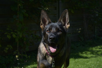 Schäferhund beim spielen