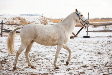 White horse runs in the winter in the snow